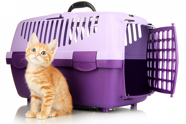 Сумки-переноски для кошек: выгодно купить в интернет-зоомагазине zoochic