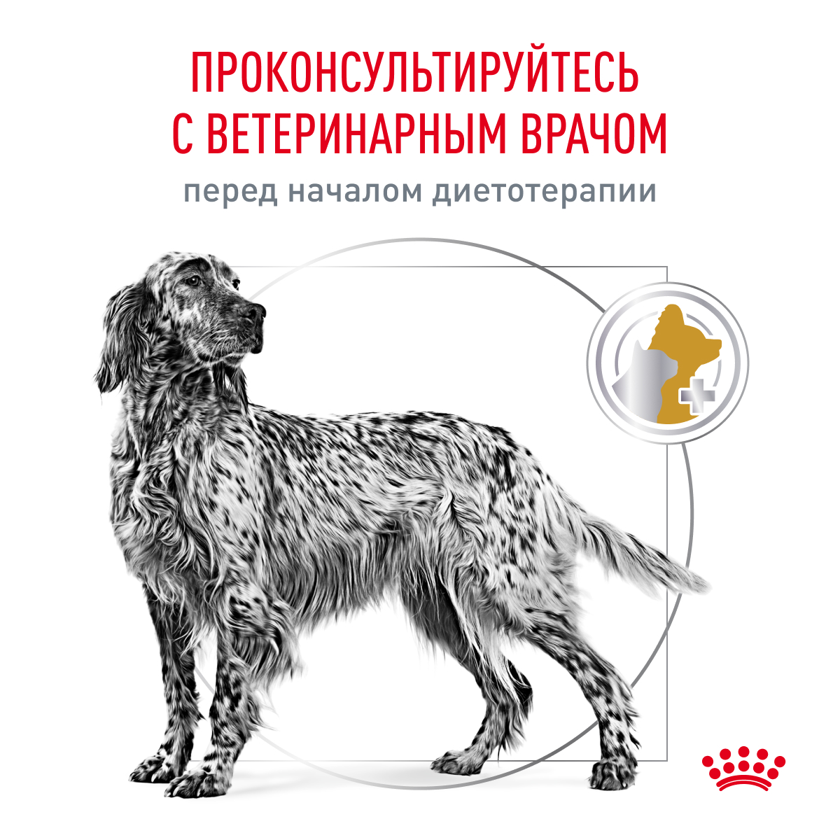 Royal Canin URINARY S/O 13кг (DOG Veterinary)