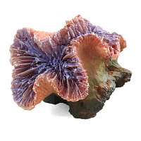 Коралл искусственный Каталфиллия фиолетовая 8х7х7см